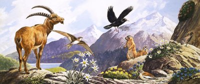 中欧の野生動物、『ネイチャーズ・ワンダーランド』より抜粋 作： English School
