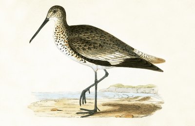 ウィレット、チャールズロバートブリー（1811-86）による「イギリス諸島では観察されなかったヨーロッパの鳥の歴史」の図解、1867年発行 作： English School