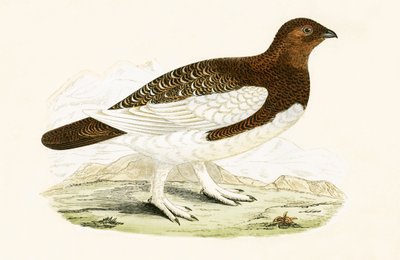 ウィローグラウス、チャールズロバートブリー（1811-86）による「イギリスの島々では観察されないヨーロッパの鳥の歴史」のイラスト、1867年に公開（カラーリソ） 作： English School