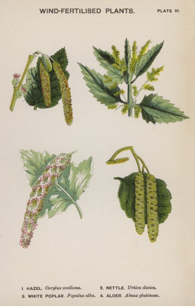 風で育つ植物（カラーリトグラフ 作： English School