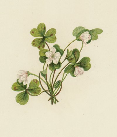 ウッドソレル（Oxalis Acetosella）（カラーリトグラフ 作： English School