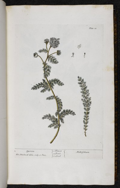ノコギリソウ、「A Curious Herbal...」のプレート 18 エリザベス・ブラックウェル作 作： English School