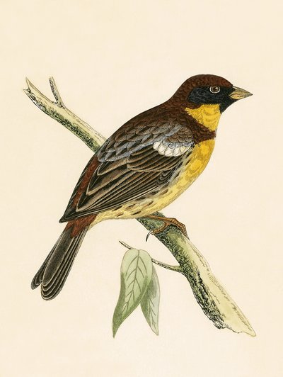 イエローブレストホオジロ、チャールズロバートブリー（1811-86）による「イギリス諸島では観察されないヨーロッパの鳥の歴史」のイラスト、1867年発行 作： English School