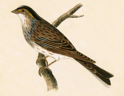 イエローブロウホオジロ、チャールズロバートブリー（1811-86）による「イギリス諸島では観察されないヨーロッパの鳥の歴史」のイラスト、1867年発行 作： English School