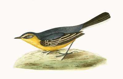 黄色い頭のセキレイ、チャールズロバートブリー（1811-86）による「イギリス諸島では観察されないヨーロッパの鳥の歴史」のイラスト、1867年公開 作： English School