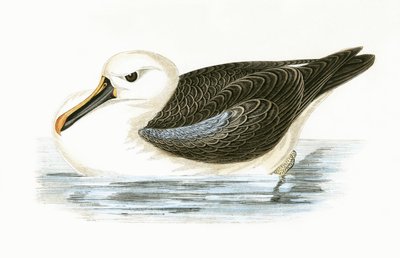 黄色い鼻アルバトロス、チャールズロバートブリー（1811-86）による「イギリスの島々では観察されないヨーロッパの鳥の歴史」のイラスト、1867年公開 作： English School