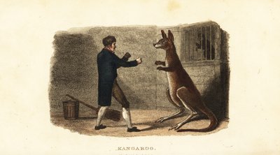 エクセター・エクスチェンジ動物園（ロンドン）でカンガルーのオスをボクシングする飼育係 作： English School