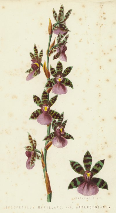 Zygopetalum Maxillare、Var Andersonianum 作： English School