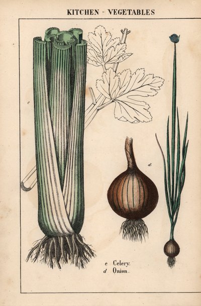 、「教育的な絵本、または野菜の世界からの教訓」[シャーロット・メアリー・ヤング]、エジンバラより 作： English School