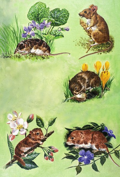 ネズミ、ハタネズミ、トガリネズミ 作： エリック・タンスリー