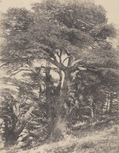 レバノン山の杉の木群／[Groupe de Cèdres de Mt.］ 作： Ernest Benecke