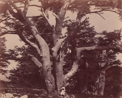 レバノン山。 ソロモン杉の幹、1850～53年。 作： Ernest Benecke