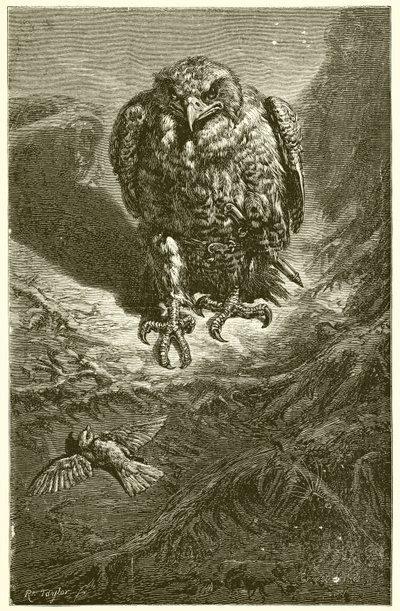 ホークとナイチンゲール 作： Ernest Henry Griset