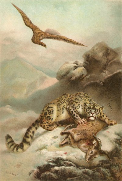 ユキヒョウとワシ 作： Ernest Henry Griset