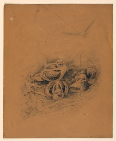 鳥 作： Ernest Thompson Seton