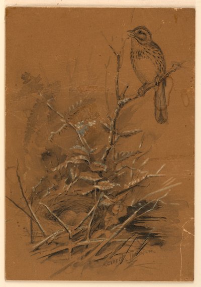 歌雀 作： Ernest Thompson Seton
