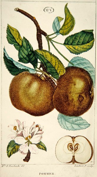 リンゴの木、ランバートの彫刻、1820年頃（彩色済み彫刻） 作： Ernestine (after) Panckoucke