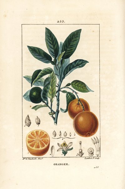 ビガラディエ、オレンジ、Citrus aurantium、枝、葉、花、熟した果実と未熟な果実、そして果実の断面図。Chaumeton、Poiret、Chamberetの""からErnestine Panckouckeが描いたものをLambert Juniorが手彩色のスティプル銅版画にしたもの。 作： Ernestine Panckoucke