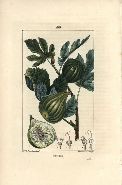 ボタニカルボード：イチジクの木の枝とイチジク - イチジクの木（Ficus carica）の熟した果実と葉をつけた枝と果実の断面図。ショーメトンのマダムE.パンクックが描いた絵をもとに、ランバート・ジュニアが手彩色のスティプル銅版画を描いたもの。 作： Ernestine Panckoucke
