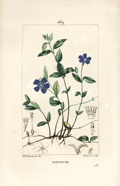 小ツルニチニチソウ - 花、葉、茎、根、種を持つ小ツルニチニチソウ（Vinca minor）。Chaumeton, Poiret and Chamberetの "La Flore Medicale, P "からErnestine Panckouckeが描いたものをLambert Juniorが手彩色のスティプル銅版画にしたもの。 作： Ernestine Panckoucke