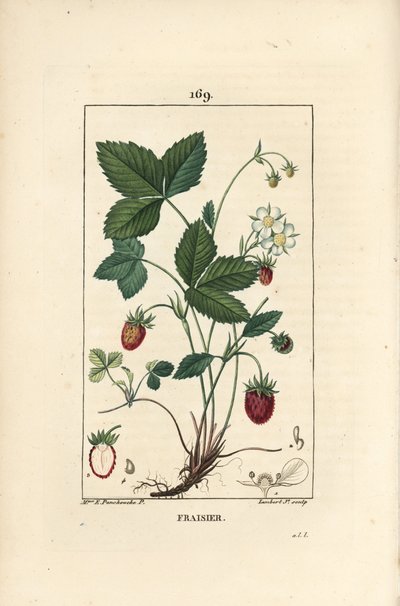 栽培されているイチゴ - イチゴ（Fragaria ananassa）の花、葉、熟した果実、根、果実の断面図。Chaumeton, Poiret et Chambere」のErnestine Panckouckeの絵をもとにLambert Juniorが描いた手彩色のスティプル銅版画。 作： Ernestine Panckoucke