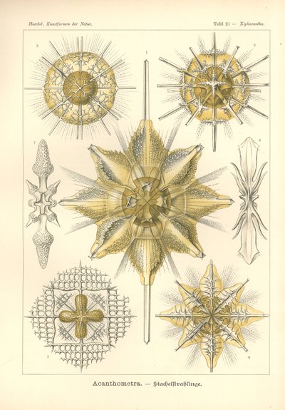 Acanthometra - Stachelstrahlinge、「Kunstformen der Natur」からの Pl.21、Adolf Giltsch によって彫刻され、1904 年に発行されました (カラー リソ) 作： Ernst (after) Haeckel