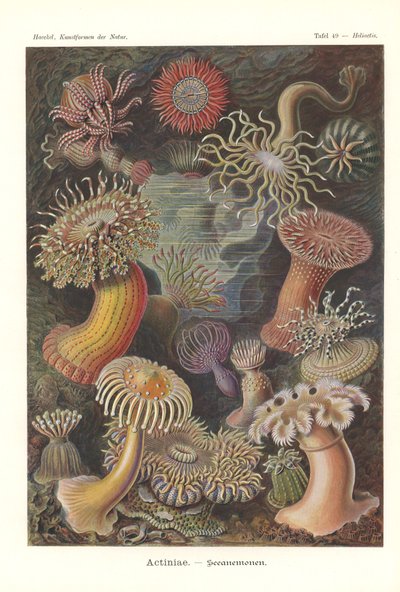 Actiniae - イソギンチャク、Pl.49、「The Art of Nature」から、Adolf Giltsch によって彫刻され、1904 年に発行されました (カラー リソ) 作： Ernst (after) Haeckel