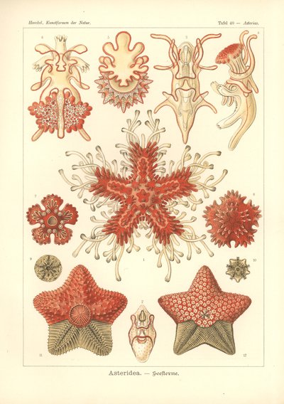 Asteridea - 海の星、Pl.40。 1904年に出版されたアドルフ・ギルチによって彫刻された「Kunstformen der Natur」から（カラーリソ） 作： Ernst (after) Haeckel