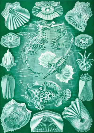 「Art Forms of Nature」からの Teleostei のコレクション 作： Ernst (after) Haeckel