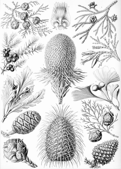 「Kunstformen der Natur」の針葉樹の例 作： Ernst (after) Haeckel