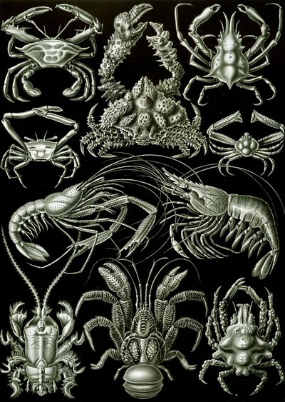 十脚目「自然の芸術形態」の例 作： Ernst (after) Haeckel