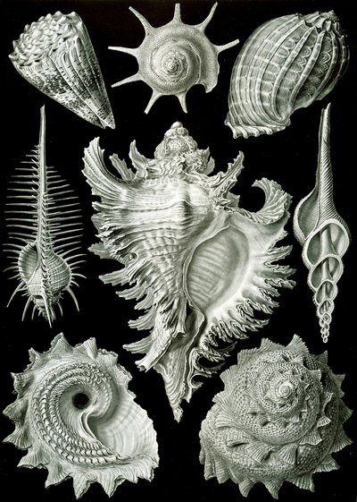 Prosranchia の例 - 「Kunstformen der Natur」のさまざまな前鰓腹足類の殻 作： Ernst (after) Haeckel