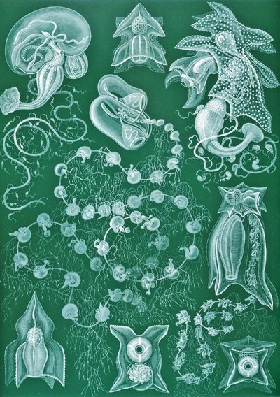 「Art Forms of Nature」のSiphonophoraeの例 作： Ernst (after) Haeckel