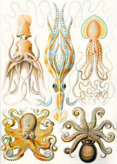 さまざまな頭足類の「自然の芸術形態」の例 作： Ernst (after) Haeckel