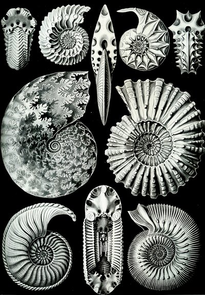 「Art Forms of Nature」1904年のアンモニティダのイラスト（リソ） 作： Ernst (after) Haeckel