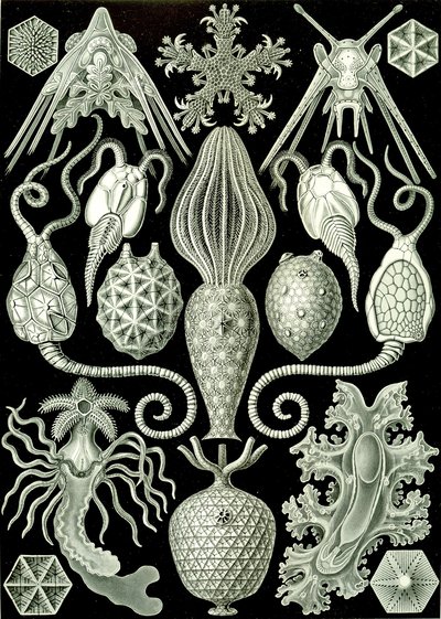 「Art Forms of Nature」1904年のアンフォリディアのイラスト（リソ） 作： Ernst (after) Haeckel