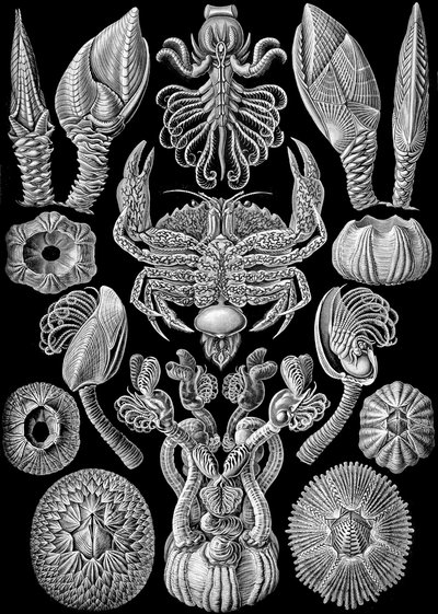 「Art Forms of Nature」からの Cirripedia のイラスト 1904 (litho) 作： Ernst (after) Haeckel
