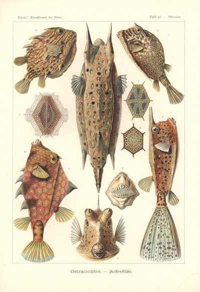 Ostracion - 硬骨魚、「Kunstformen der Natur」の Pl.42、Adolf Giltsch によって彫刻され、1904 年に公開されました (カラー リソ) 作： Ernst (after) Haeckel