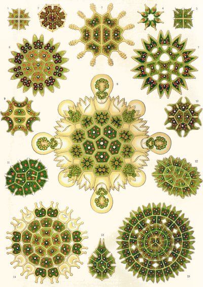 「Art Forms of Nature」のPediastrumの品種 作： Ernst (after) Haeckel