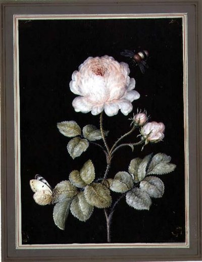 バラとマルハナバチと蝶 （紙にガッシュ 作： Ernst Friedrich Carl Lang