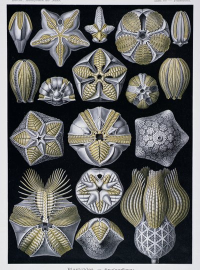 商品画像：独文)生物学者・エルンスト ヘッケルの生物画集 Ernst Haeckel 4