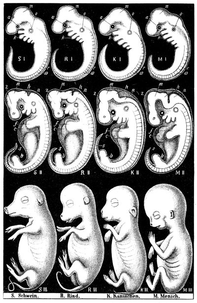ブタ、ウシ、ウサギ、マンの胚のヘッケルス比較 作： Ernst Haeckel