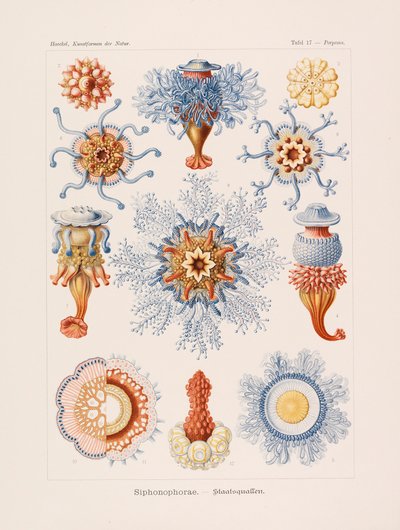自然の中のアートフォーム 自然の中のアートフォーム、1899-1903。 作： Ernst Haeckel
