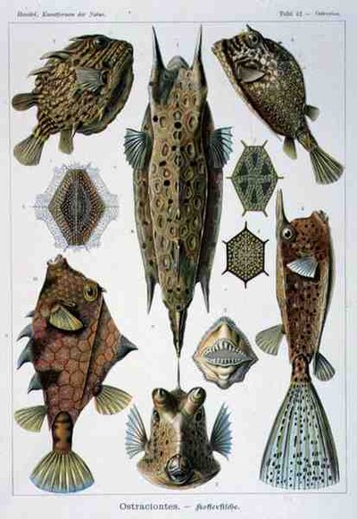 Artforms of Natureのオストラシオンテス、プレート 作： Ernst Haeckel