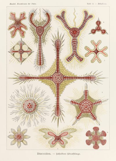 プレート 11 Ernst Haeckel (1834-1919) が描いた「Kunstformen der Natur」 (Art Forms in Nature) の Heliodiscus Discoidea 作： Ernst Haeckel