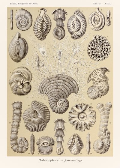 プレート 12 Ernst Haeckel (1834-1919) が描いた「Kunstformen der Natur」 (Art Forms in Nature) の Miliola Talamophora 作： Ernst Haeckel