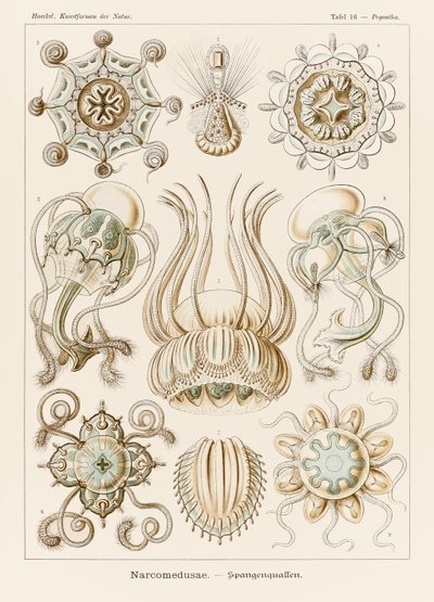 プレート 16 Ernst Haeckel (1834-1919) が描いた「Kunstformen der Natur」 (Art Forms in Nature) の Pegantha Narcomedusae 作： Ernst Haeckel
