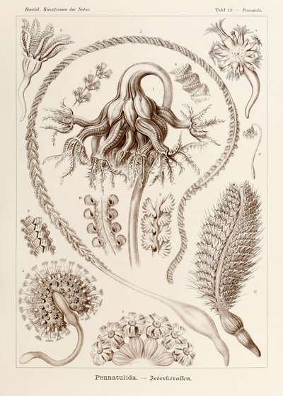 次の芸術家によるアート作品： Ernst Haeckel