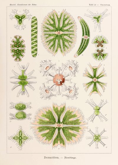 プレート 24 Ernst Haeckel (1834-1919) が描いた「Kunstformen der Natur」 (Art Forms in Nature) の Staurastrum Desmidiea 作： Ernst Haeckel