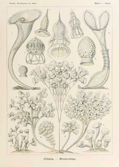 プレート 3 Ernst Haeckel (1834-1919) が描いた「Kunstformen der Natur」 (Art Forms in Nature) の Stentor Ciliata 作： Ernst Haeckel